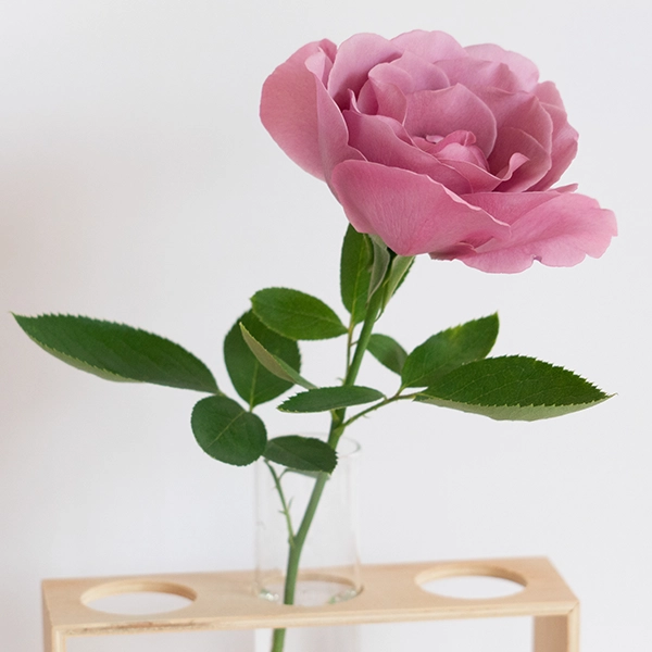 品種名ファルセット