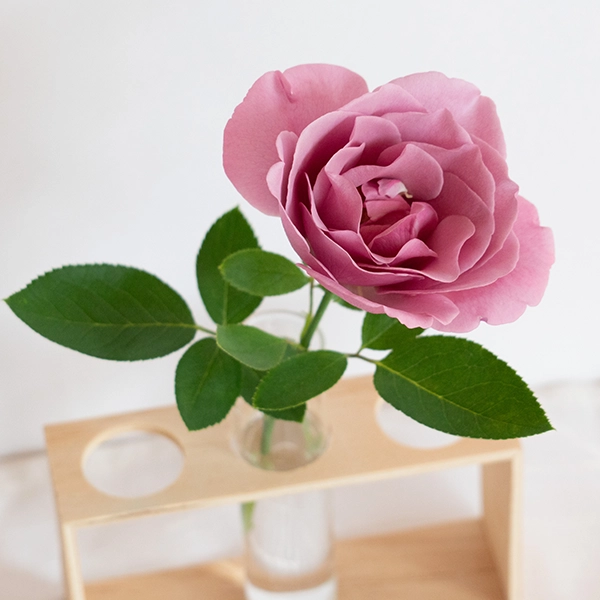 品種名ファルセット