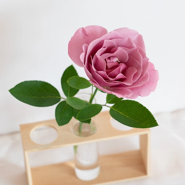 品種名ファルセット