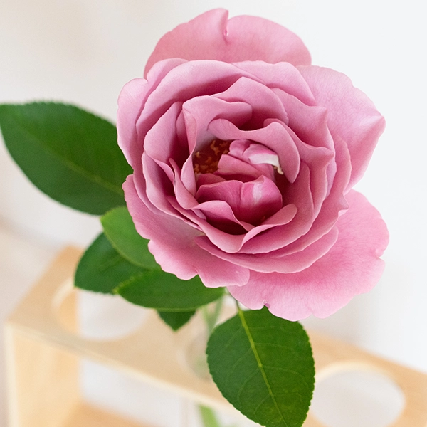 品種名ファルセット