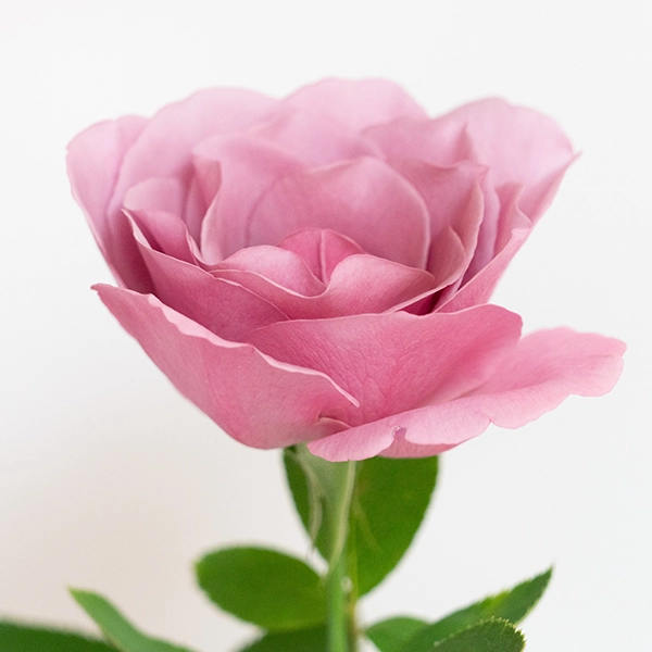 品種名ファルセット