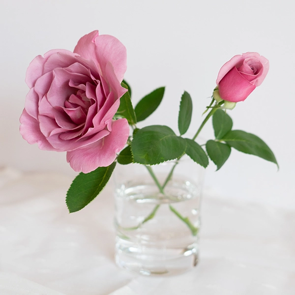 品種名ファルセット