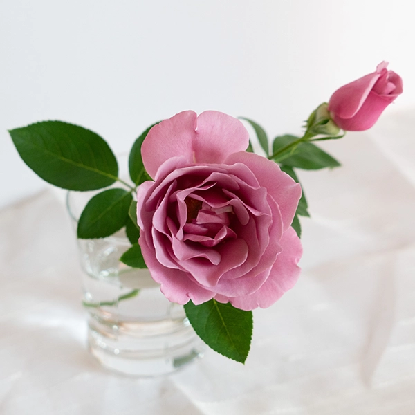 品種名ファルセット