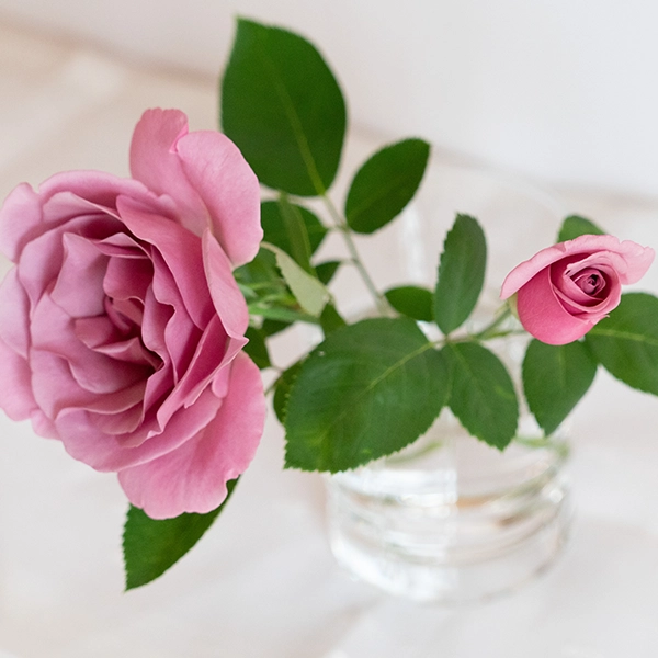 品種名ファルセット