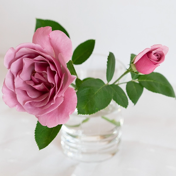 品種名ファルセット