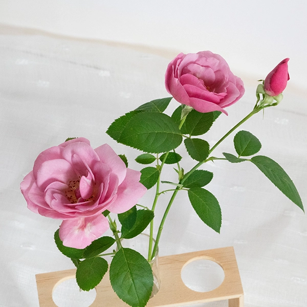 品種名ファルセット