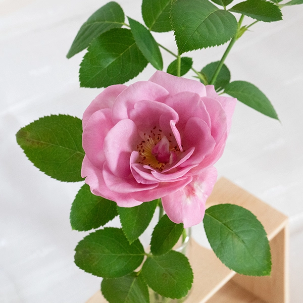 品種名ファルセット