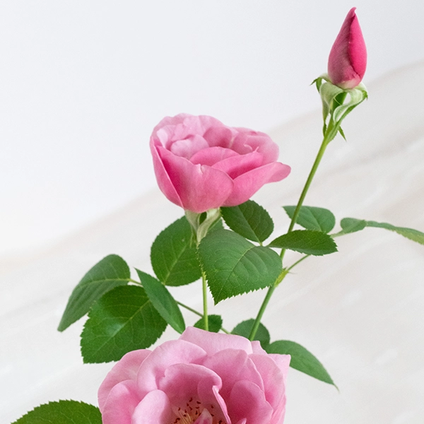 品種名ファルセット