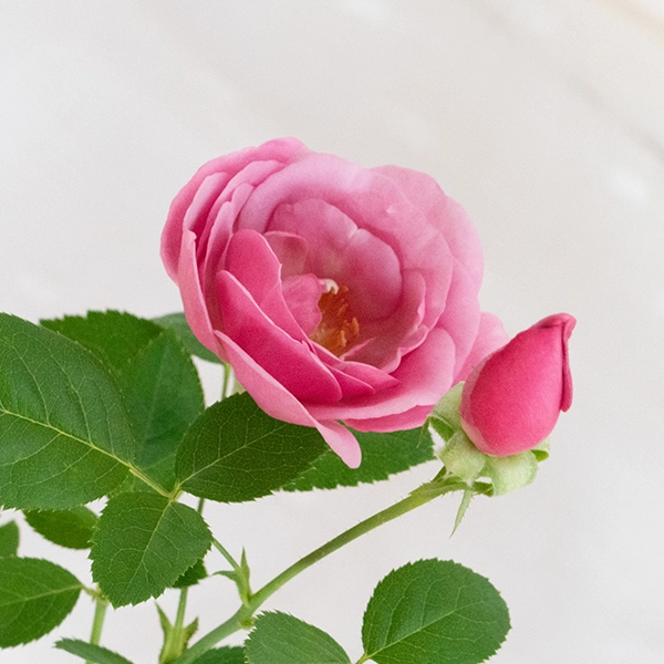 品種名ファルセット