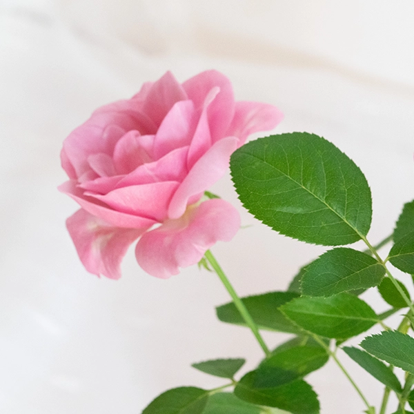 品種名ファルセット