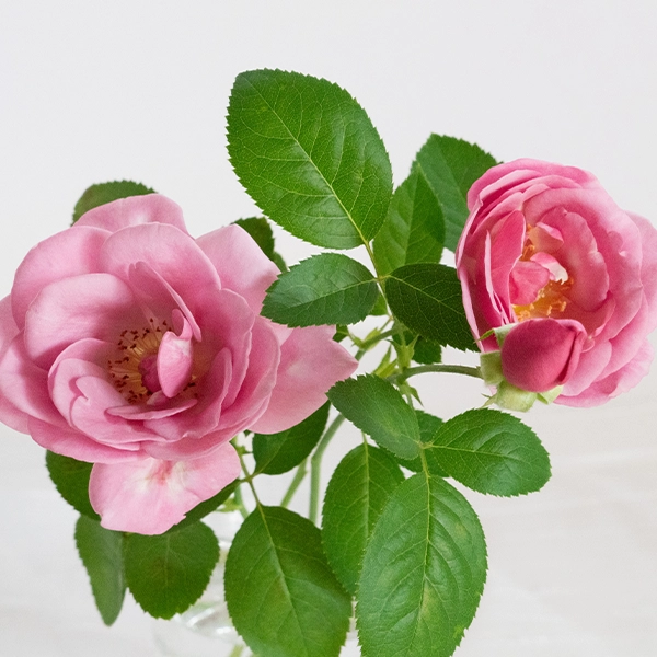 品種名ファルセット