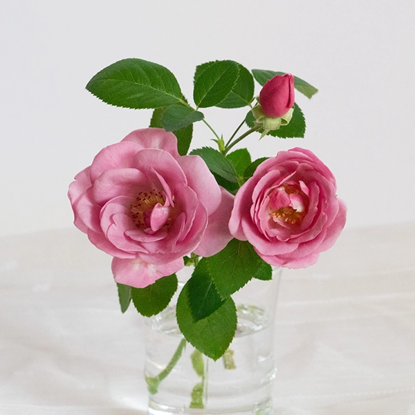 品種名ファルセット