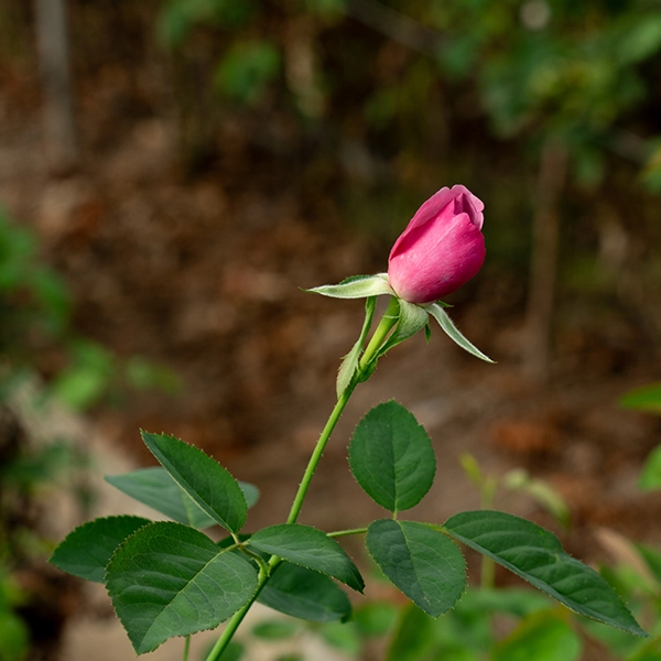 品種名ファルセット