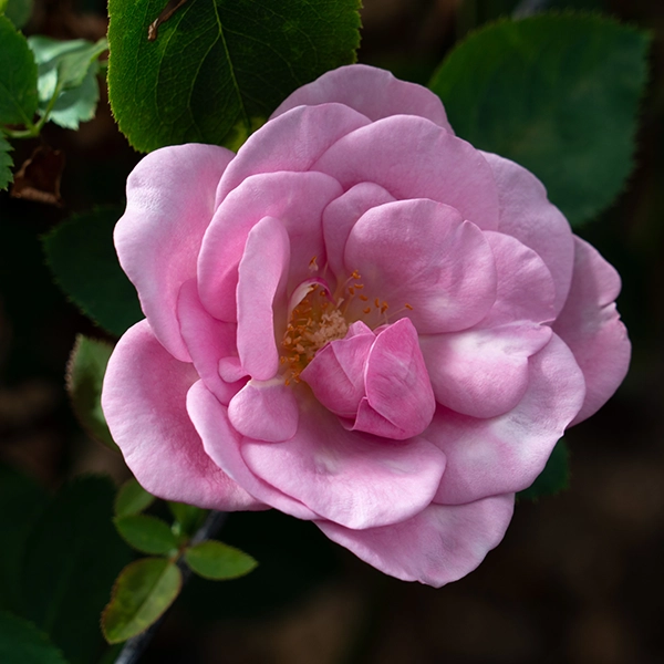 品種名ファルセット