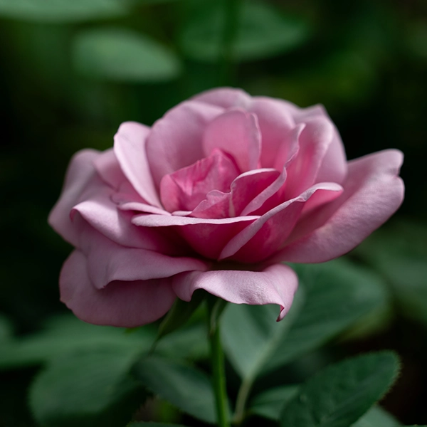 品種名ファルセット