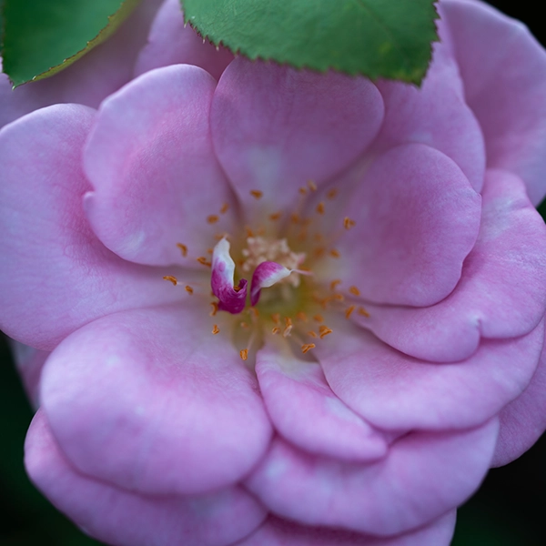 品種名ファルセット