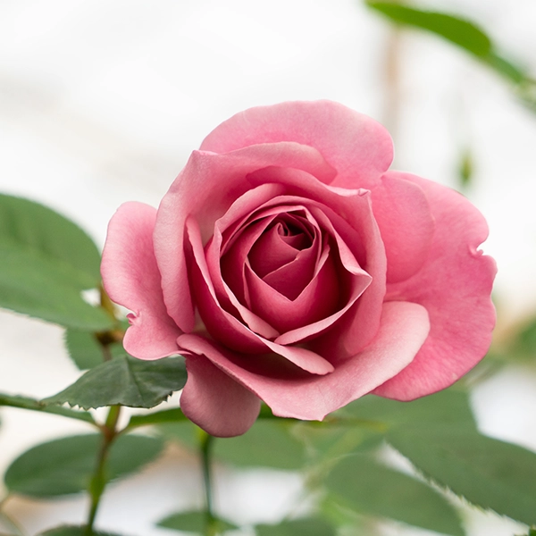 品種名ファルセット