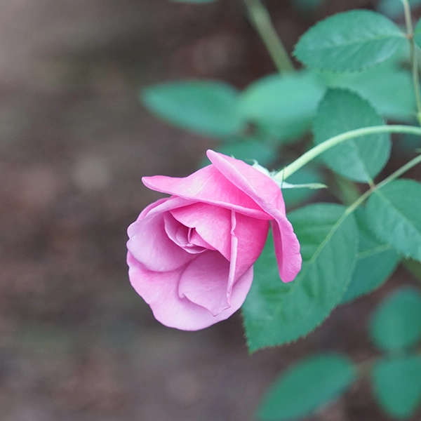 品種名ファルセット