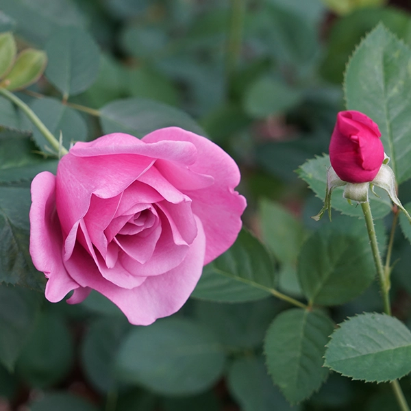 品種名ファルセット