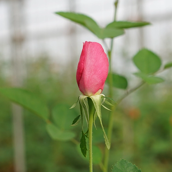 品種名ファルセット