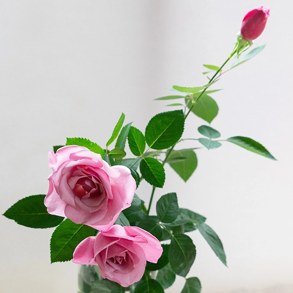 品種名ファルセット