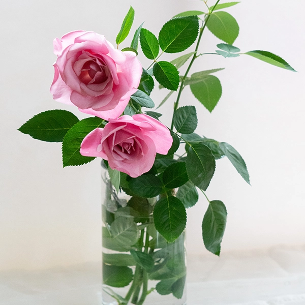 品種名ファルセット