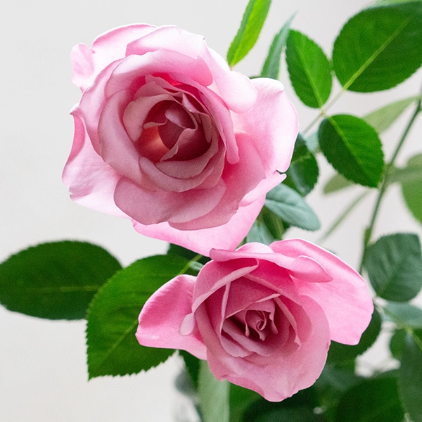 品種名ファルセット