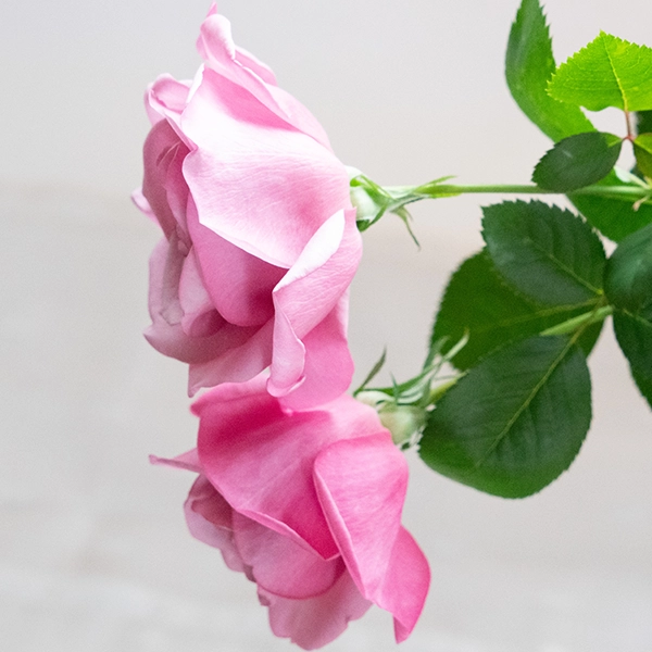 品種名ファルセット