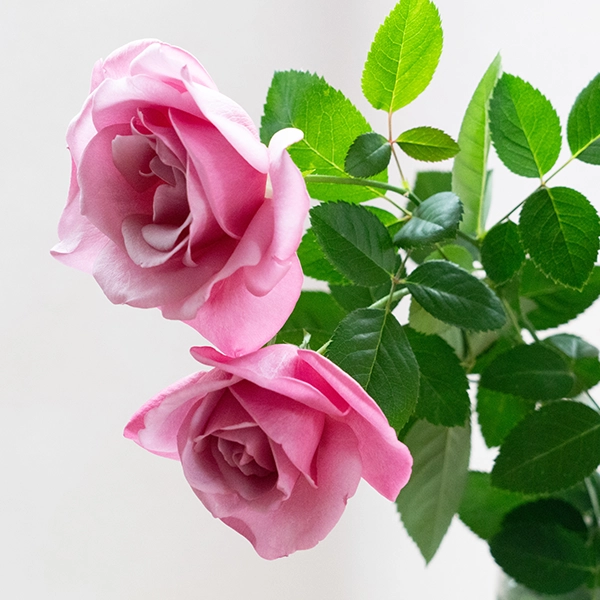 品種名ファルセット