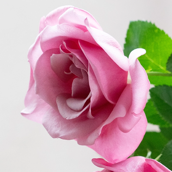 品種名ファルセット