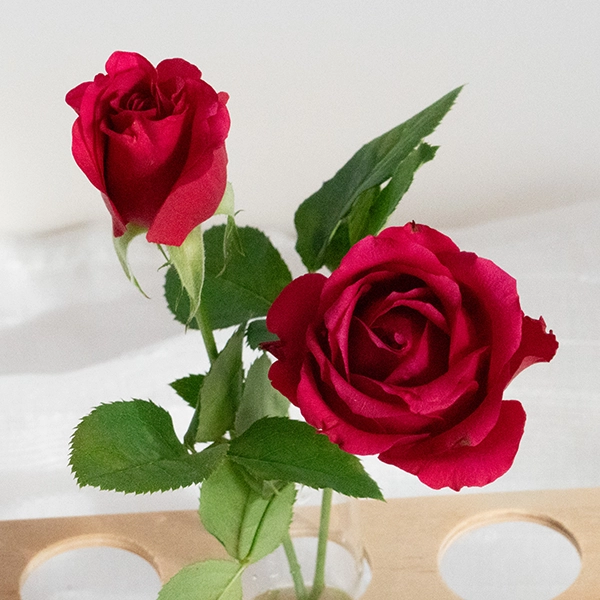 品種名ジニアス