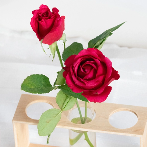 品種名ジニアス