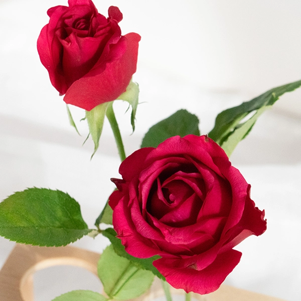 品種名ジニアス