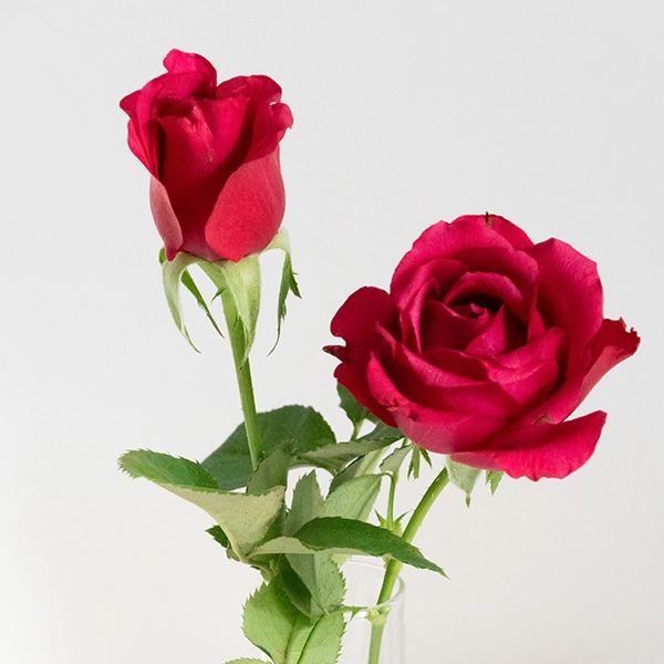 品種名ジニアス