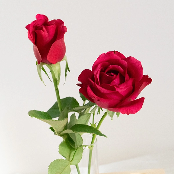 品種名ジニアス