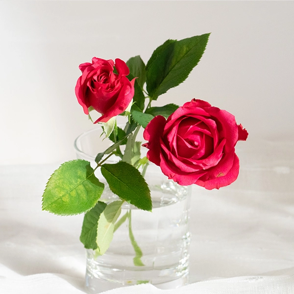 品種名ジニアス