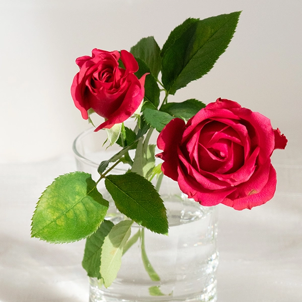 品種名ジニアス