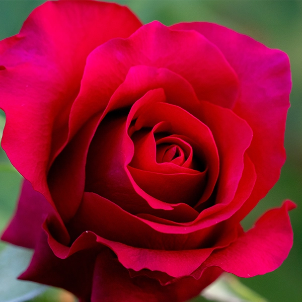 品種名ジニアス