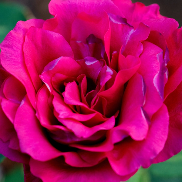 品種名ジニアス