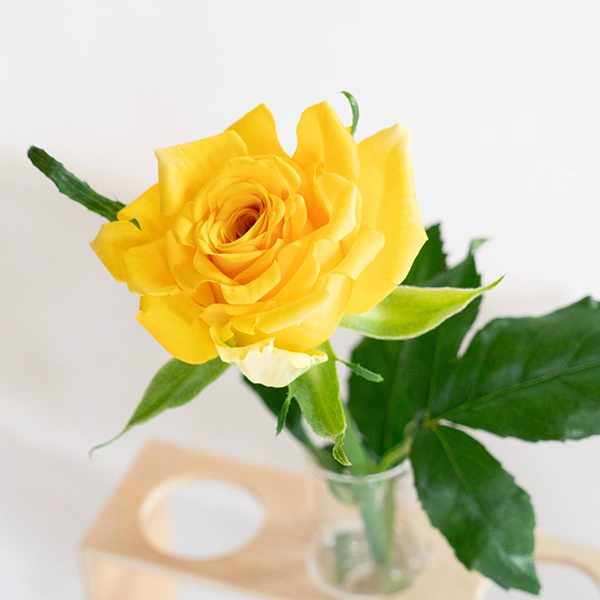 品種名ゴールドストライク