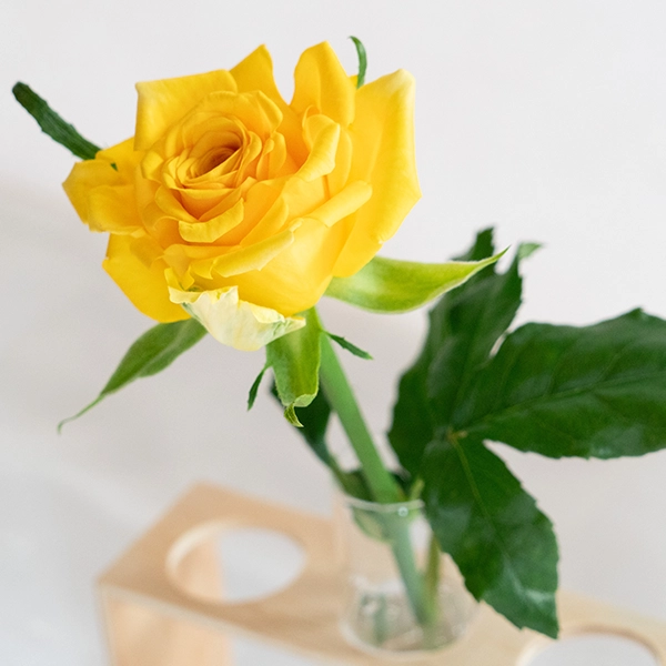 品種名ゴールドストライク