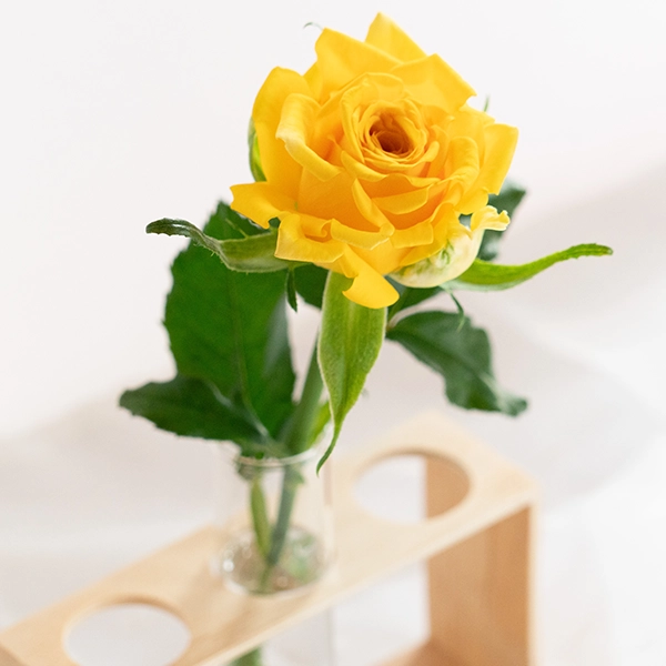 品種名ゴールドストライク