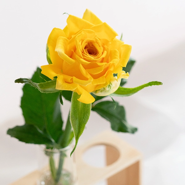 品種名ゴールドストライク