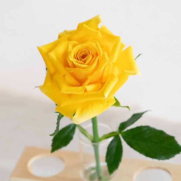 品種名ゴールドストライク