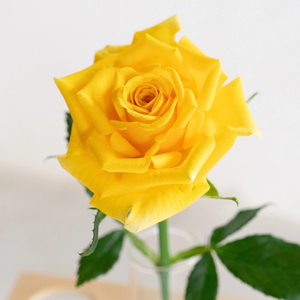 品種名ゴールドストライク