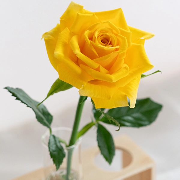 品種名ゴールドストライク