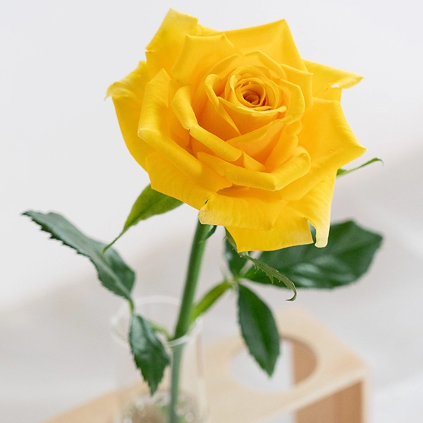 品種名ゴールドストライク