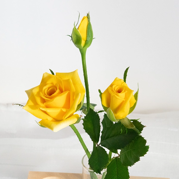 品種名ゴールドストライク