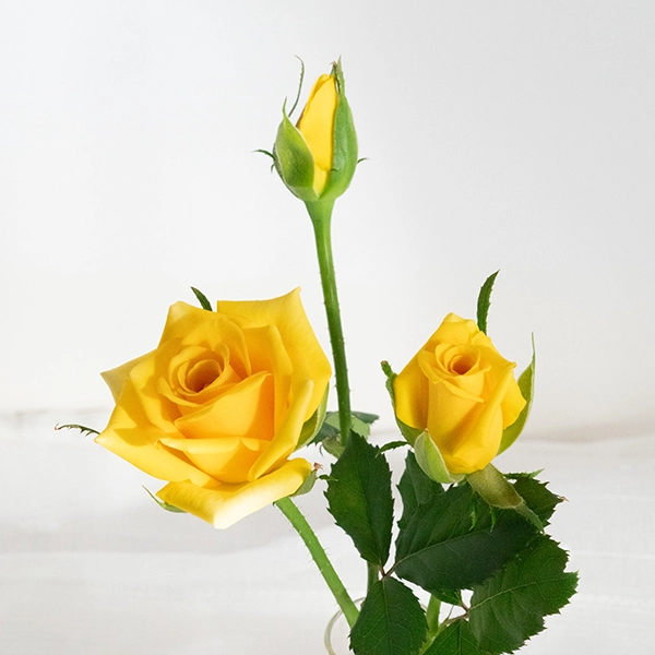 品種名ゴールドストライク