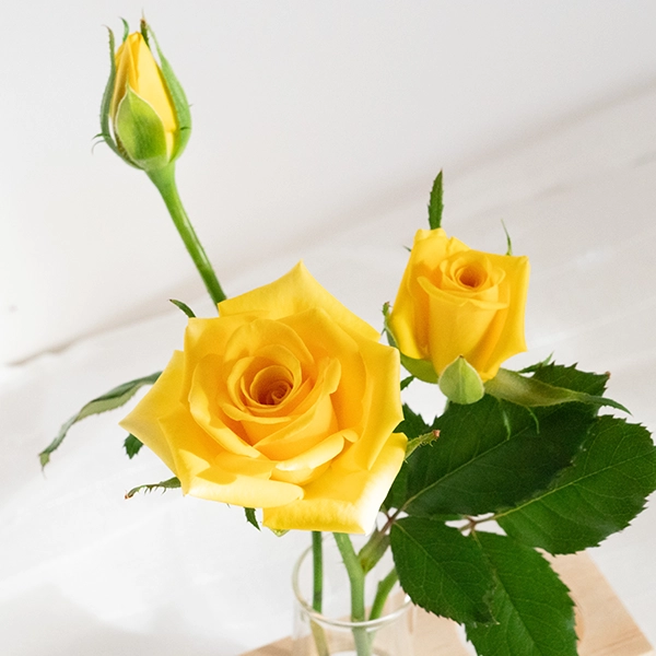 品種名ゴールドストライク